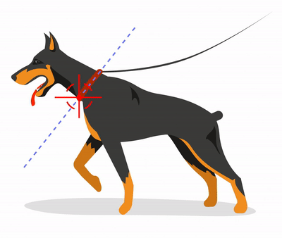 s4-dog img1